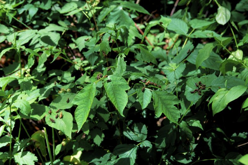 Poison Ivy Abatement Service