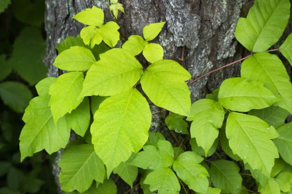 Grow your Poison Oak Removal And Control business