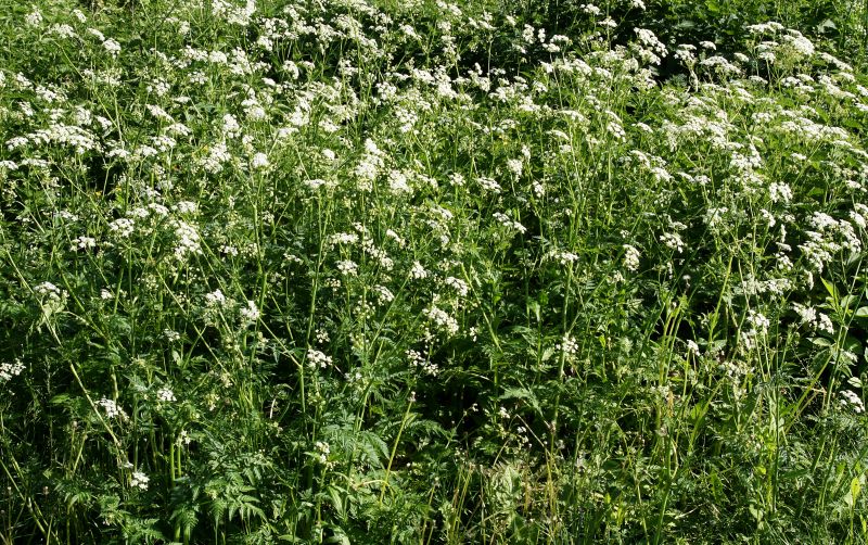 Poison Oak Removal And Control