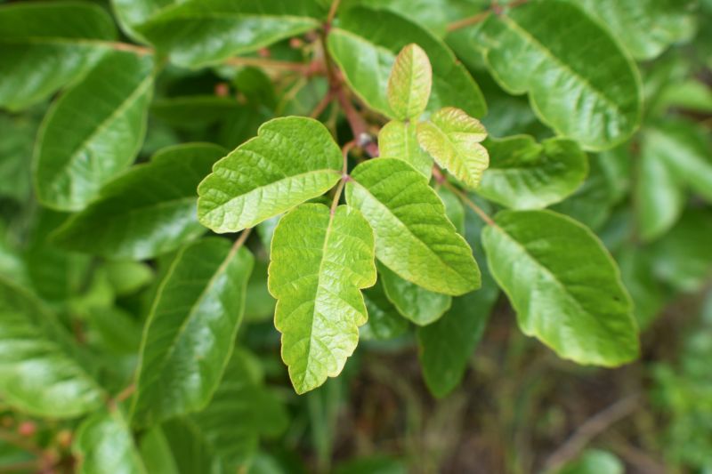 Poison Oak Removal And Control