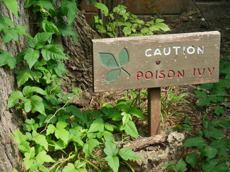 poison oak removal and control