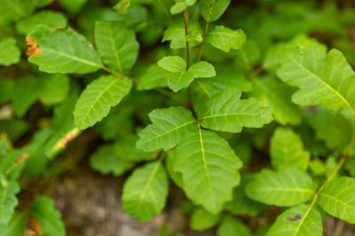 The Best Poison Oak Removal and Control Company In The Area